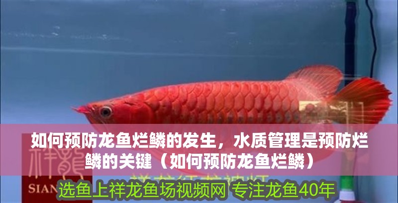 如何預防龍魚爛鱗的發生，水質管理是預防爛鱗的關鍵（如何預防龍魚爛鱗）