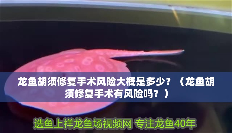 龍魚胡須修復手術風險大概是多少？（龍魚胡須修復手術有風險嗎？）