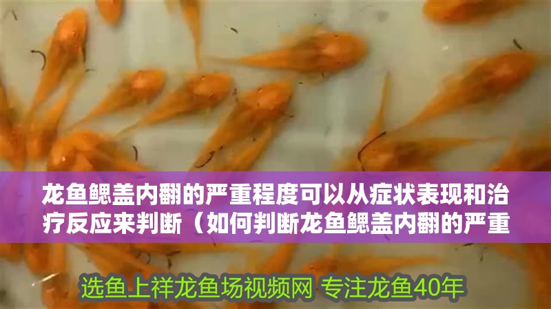 龍魚鰓蓋內(nèi)翻的嚴(yán)重程度可以從癥狀表現(xiàn)和治療反應(yīng)來判斷（如何判斷龍魚鰓蓋內(nèi)翻的嚴(yán)重程度）