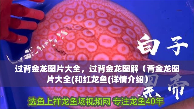 過背金龍圖片大全，過背金龍圖解（背金龍圖片大全(和紅龍魚(詳情介紹）