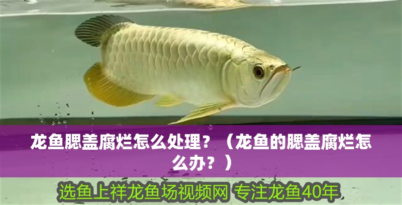 龍魚腮蓋腐爛怎么處理？（龍魚的腮蓋腐爛怎么辦？）