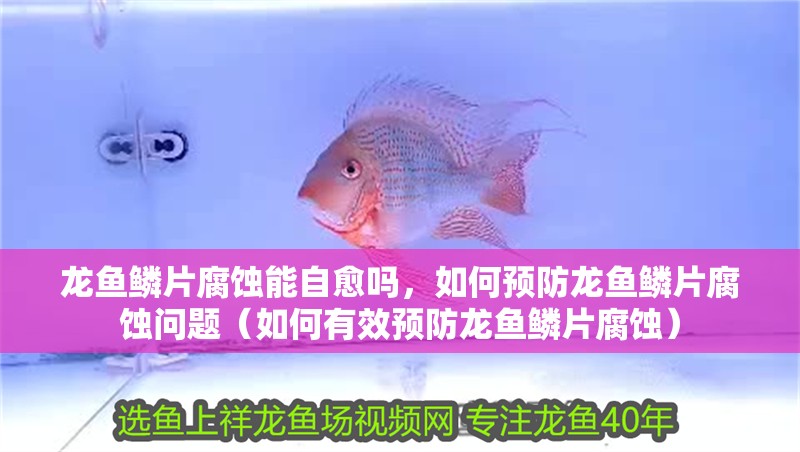 龍魚鱗片腐蝕能自愈嗎，如何預防龍魚鱗片腐蝕問題（如何有效預防龍魚鱗片腐蝕）