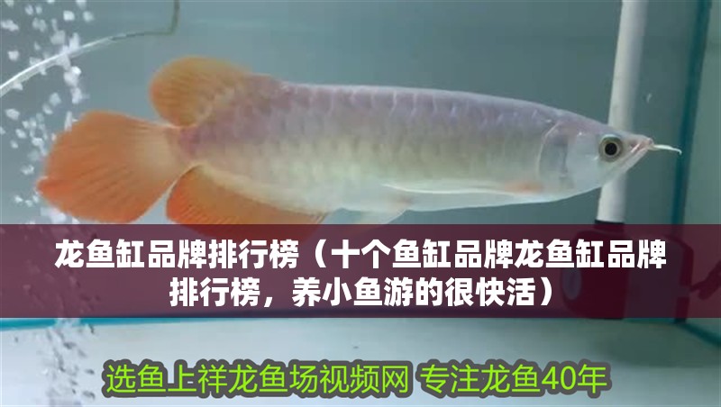 龍魚缸品牌排行榜（十個魚缸品牌龍魚缸品牌排行榜，養小魚游的很快活）