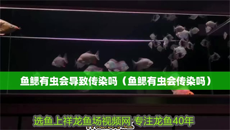 魚鰓有蟲會導致傳染嗎（魚鰓有蟲會傳染嗎）