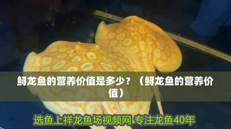鱘龍魚的營(yíng)養(yǎng)價(jià)值是多少？（鱘龍魚的營(yíng)養(yǎng)價(jià)值）