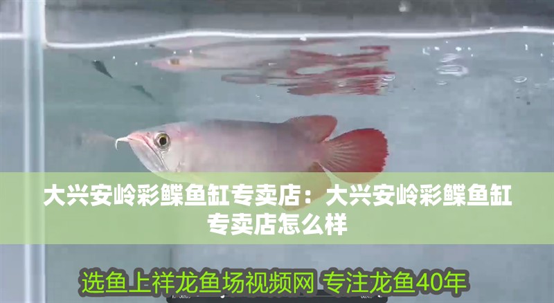 大興安嶺彩鰈魚缸專賣店：大興安嶺彩鰈魚缸專賣店怎么樣 大興安嶺彩鰈魚缸專賣店：大興安嶺彩鰈魚缸專賣店怎么樣 觀賞魚百科