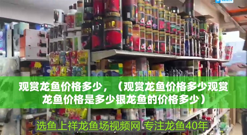 觀賞龍魚價格多少，（觀賞龍魚價格多少觀賞龍魚價格是多少銀龍魚的價格多少）