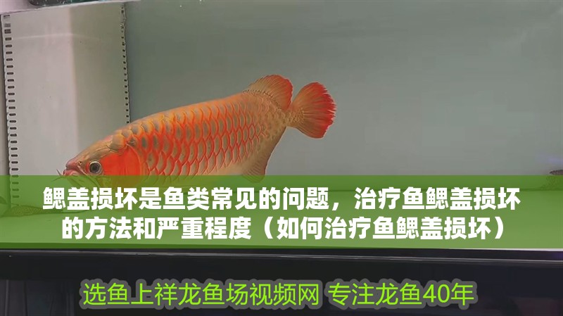 鰓蓋損壞是魚類常見的問題，治療魚鰓蓋損壞的方法和嚴重程度（如何治療魚鰓蓋損壞）