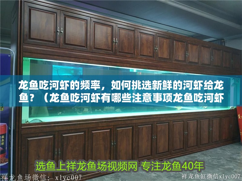 龍魚吃河蝦的頻率，如何挑選新鮮的河蝦給龍魚？（龍魚吃河蝦有哪些注意事項龍魚吃河蝦有哪些注意事項）