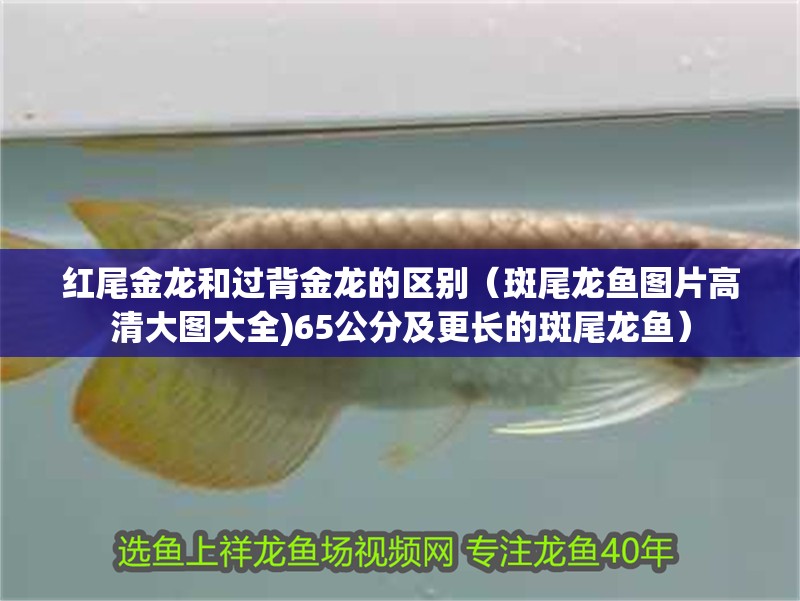 紅尾金龍和過背金龍的區(qū)別（斑尾龍魚圖片高清大圖大全)65公分及更長的斑尾龍魚）