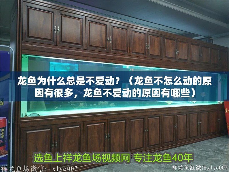 龍魚為什么總是不愛動？（龍魚不怎么動的原因有很多，龍魚不愛動的原因有哪些）