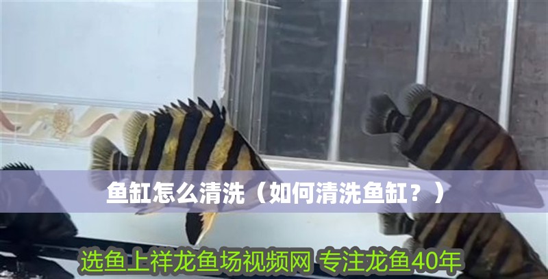 魚缸怎么清洗（如何清洗魚缸？）