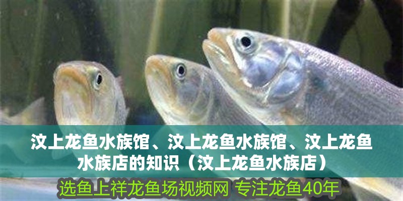 汶上龍魚水族館、汶上龍魚水族館、汶上龍魚水族店的知識（汶上龍魚水族店）