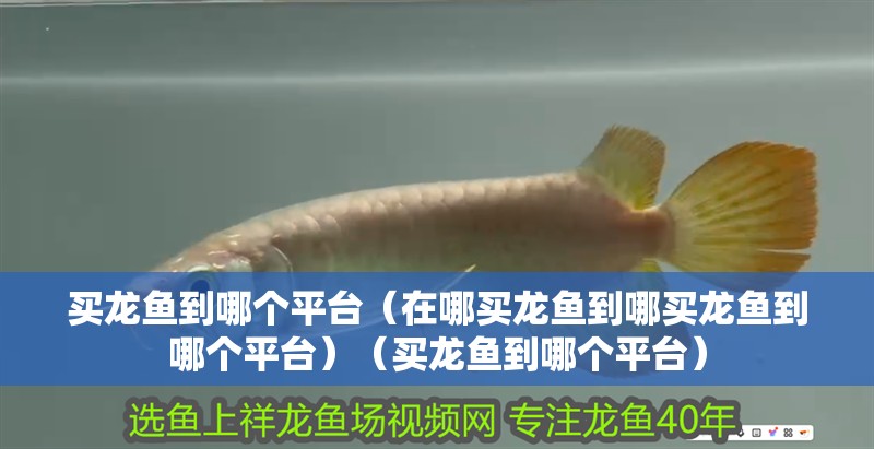 買龍魚到哪個平臺（在哪買龍魚到哪買龍魚到哪個平臺）（買龍魚到哪個平臺）