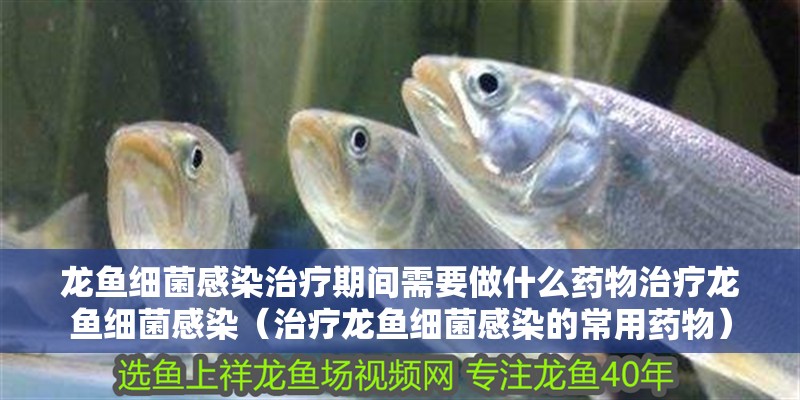 龍魚細菌感染治療期間需要做什么藥物治療龍魚細菌感染（治療龍魚細菌感染的常用藥物）
