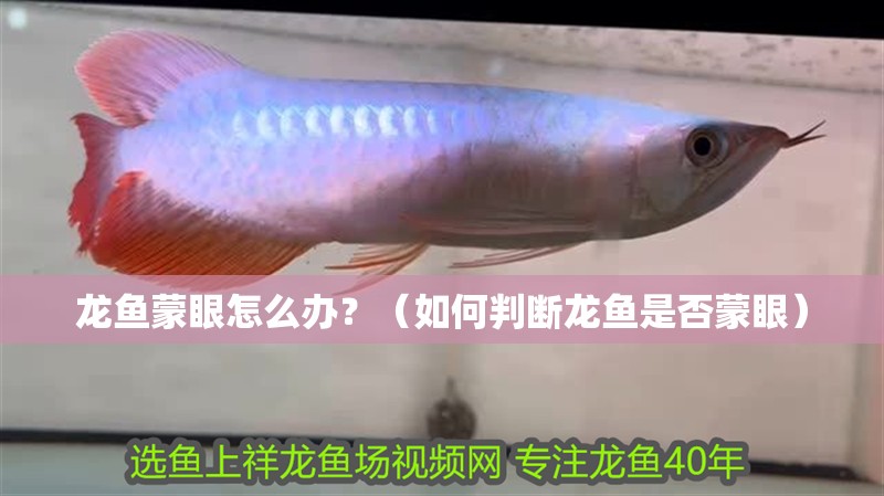 龍魚蒙眼怎么辦？（如何判斷龍魚是否蒙眼）