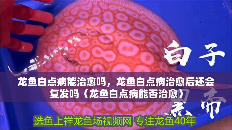 龍魚白點病能治愈嗎，龍魚白點病治愈后還會復發(fā)嗎（龍魚白點病能否治愈）