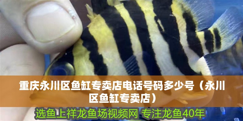重慶永川區(qū)魚缸專賣店電話號(hào)碼多少號(hào)（永川區(qū)魚缸專賣店）