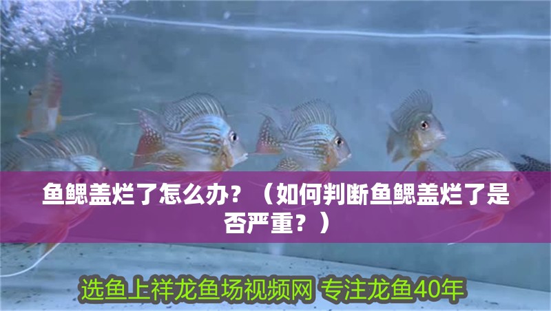 魚鰓蓋爛了怎么辦？（如何判斷魚鰓蓋爛了是否嚴重？）