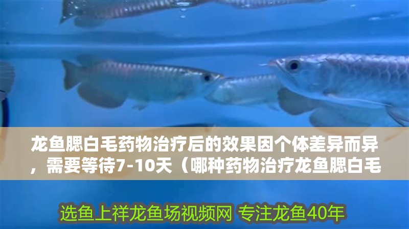 龍魚腮白毛藥物治療后的效果因個體差異而異，需要等待7-10天（哪種藥物治療龍魚腮白毛最有效？）