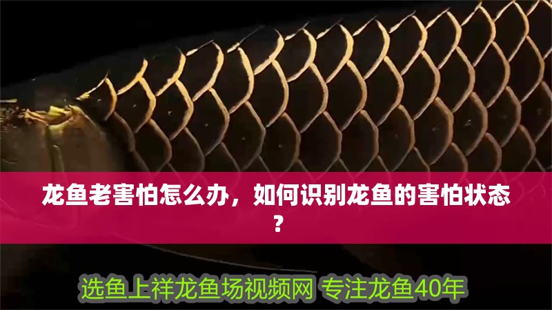 龍魚老害怕怎么辦，如何識別龍魚的害怕狀態？