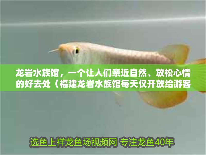 龍巖水族館，一個讓人們親近自然、放松心情的好去處（福建龍巖水族館每天僅開放給游客觀賞魚類和品茶，為游客提供靜謐而放松環境）