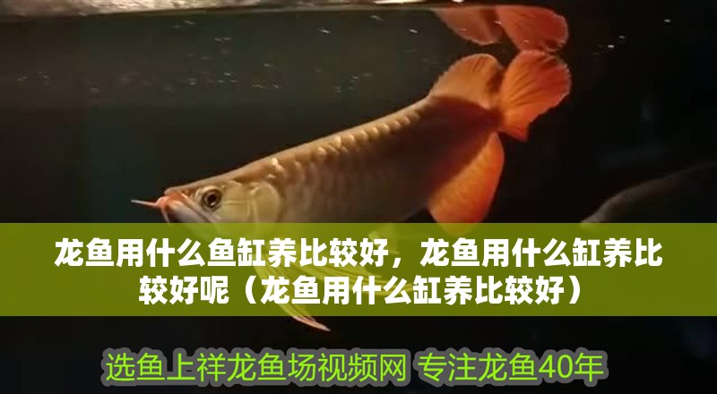 龍魚用什么魚缸養(yǎng)比較好，龍魚用什么缸養(yǎng)比較好呢（龍魚用什么缸養(yǎng)比較好）