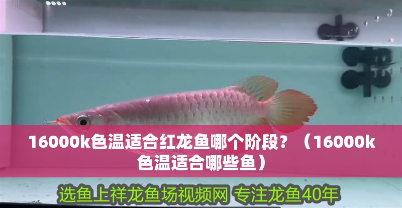 16000k色溫適合紅龍魚哪個階段？（16000k色溫適合哪些魚） 16000k色溫適合紅龍魚哪個階段？（16000k色溫適合哪些魚） 龍魚百科