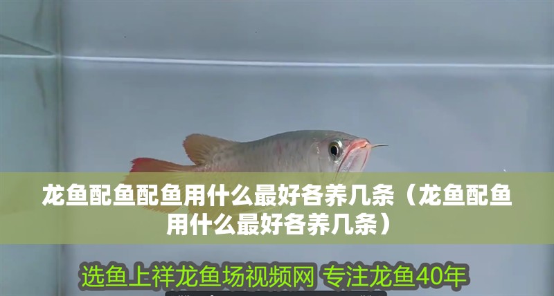 龍魚配魚配魚用什么最好各養(yǎng)幾條（龍魚配魚用什么最好各養(yǎng)幾條）