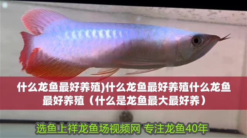 什么龍魚最好養殖)什么龍魚最好養殖什么龍魚最好養殖（什么是龍魚最大最好養）