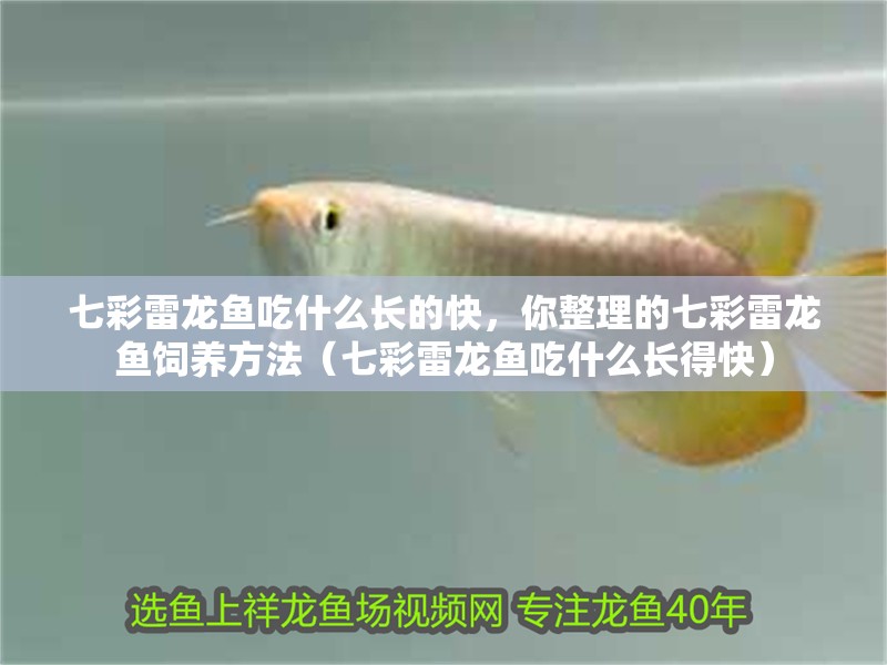 七彩雷龍魚吃什么長的快，你整理的七彩雷龍魚飼養方法（七彩雷龍魚吃什么長得快）
