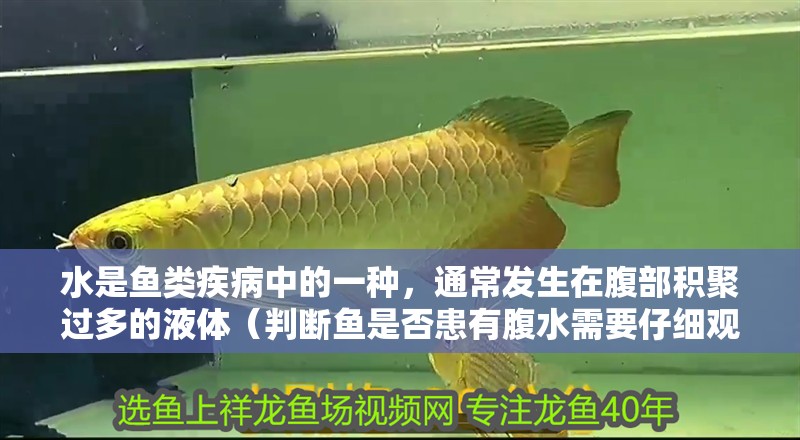 水是魚類疾病中的一種，通常發生在腹部積聚過多的液體（判斷魚是否患有腹水需要仔細觀察其行為、外觀和生理狀態）