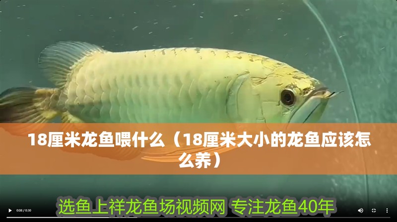 18厘米龍魚喂什么（18厘米大小的龍魚應該怎么養） 18厘米龍魚喂什么（18厘米大小的龍魚應該怎么養） 觀賞魚百科
