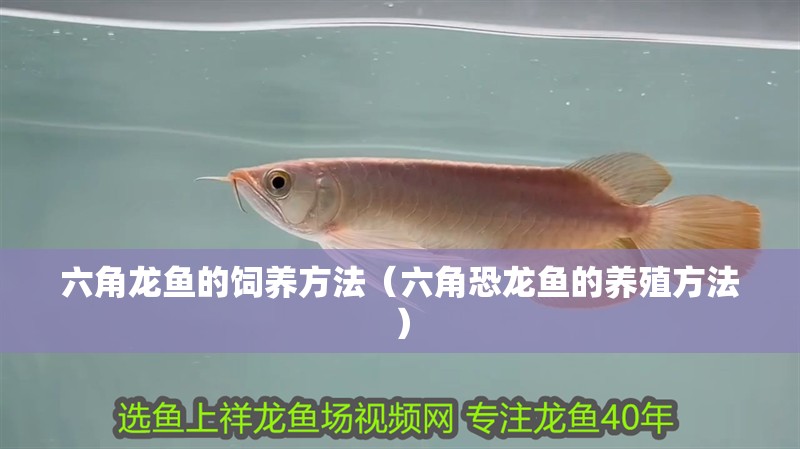 六角龍魚的飼養方法（六角恐龍魚的養殖方法）