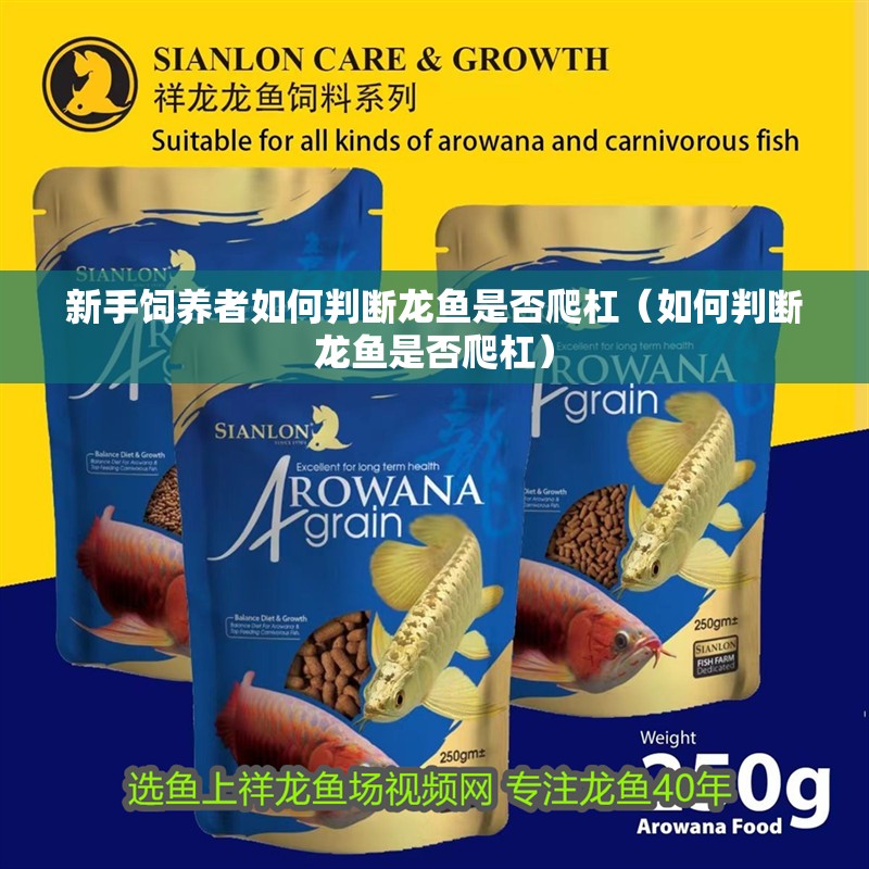 新手飼養者如何判斷龍魚是否爬杠（如何判斷龍魚是否爬杠）