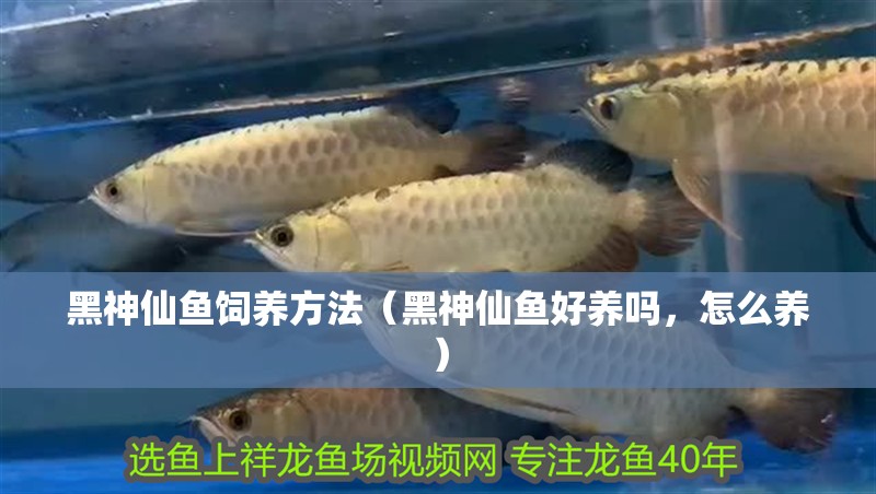 黑神仙魚飼養(yǎng)方法（黑神仙魚好養(yǎng)嗎，怎么養(yǎng)）