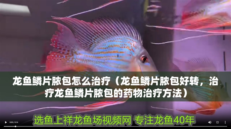 龍魚鱗片膿包怎么治療（龍魚鱗片膿包好轉，治療龍魚鱗片膿包的藥物治療方法）
