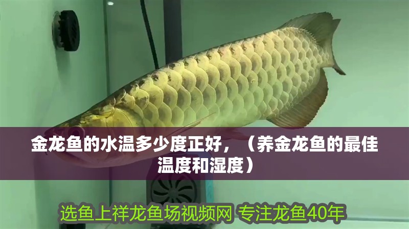 金龍魚的水溫多少度正好，（養金龍魚的最佳溫度和濕度）