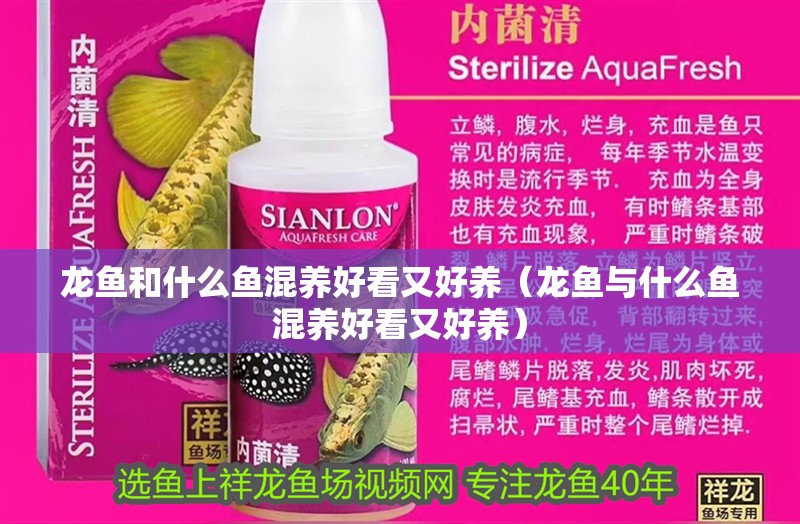 龍魚和什么魚混養好看又好養（龍魚與什么魚混養好看又好養）