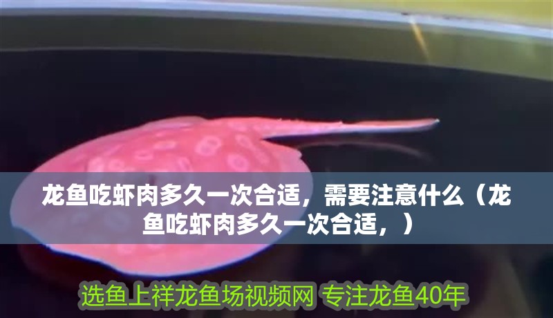 龍魚吃蝦肉多久一次合適，需要注意什么（龍魚吃蝦肉多久一次合適，）