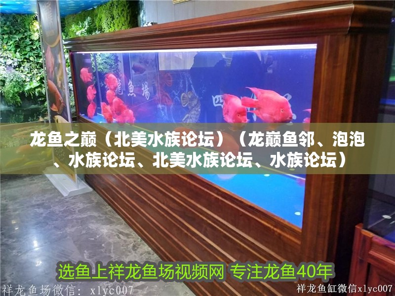 龍魚之巔（北美水族論壇）（龍巔魚鄰、泡泡、水族論壇、北美水族論壇、水族論壇）