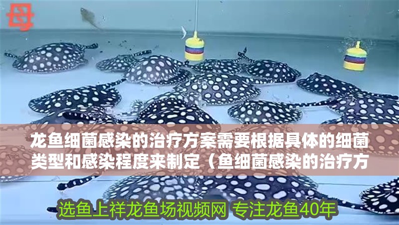 龍魚細(xì)菌感染的治療方案需要根據(jù)具體的細(xì)菌類型和感染程度來制定（魚細(xì)菌感染的治療方案）