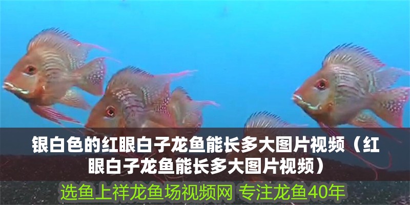 銀白色的紅眼白子龍魚能長多大圖片視頻（紅眼白子龍魚能長多大圖片視頻）
