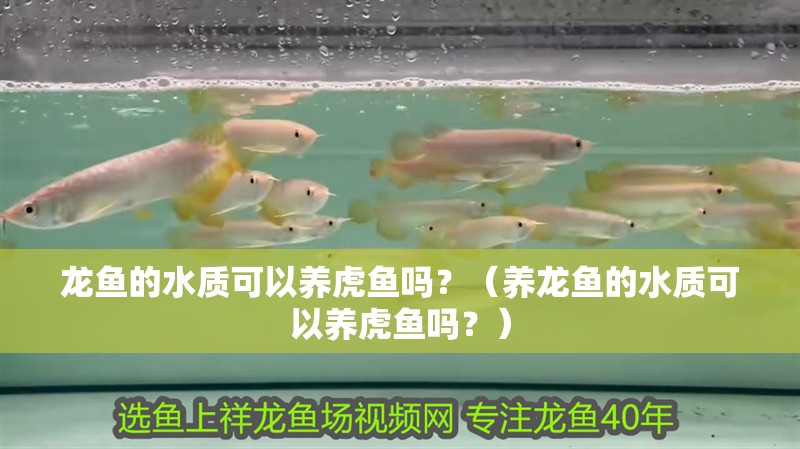 龍魚的水質(zhì)可以養(yǎng)虎魚嗎？（養(yǎng)龍魚的水質(zhì)可以養(yǎng)虎魚嗎？）