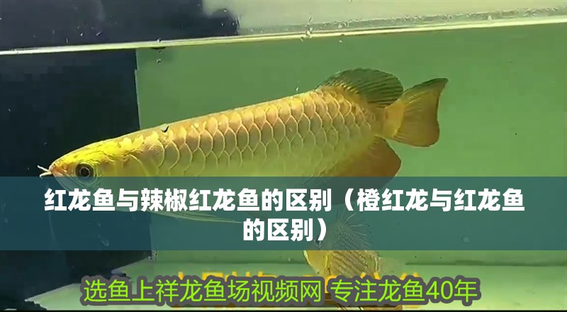 紅龍魚與辣椒紅龍魚的區別（橙紅龍與紅龍魚的區別）