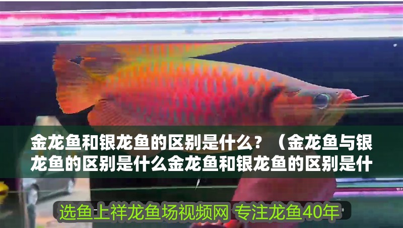 金龍魚和銀龍魚的區(qū)別是什么？（金龍魚與銀龍魚的區(qū)別是什么金龍魚和銀龍魚的區(qū)別是什么）