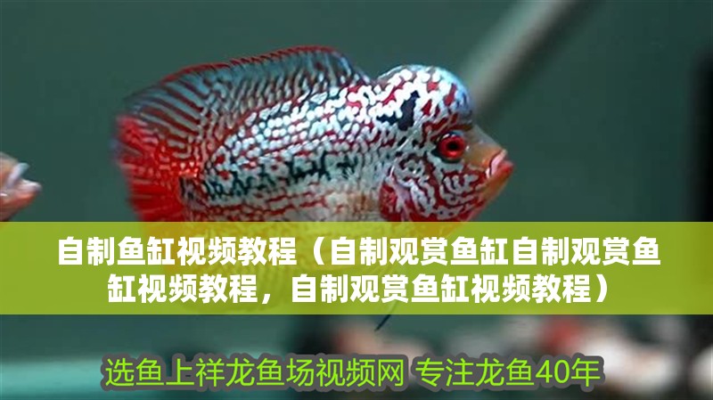 自制魚缸視頻教程（自制觀賞魚缸自制觀賞魚缸視頻教程，自制觀賞魚缸視頻教程）
