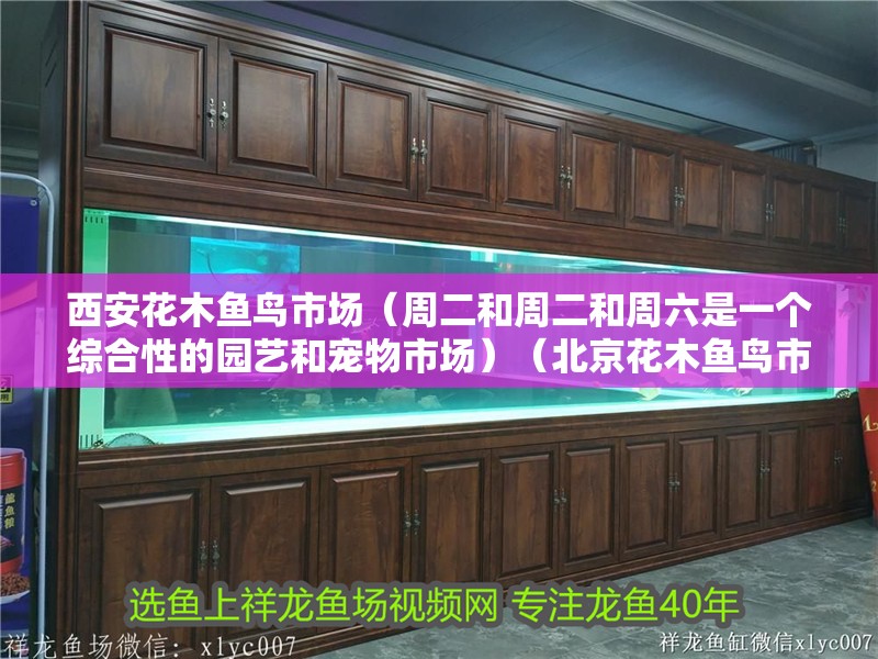 西安花木魚鳥市場(chǎng)（周二和周二和周六是一個(gè)綜合性的園藝和寵物市場(chǎng)）（北京花木魚鳥市場(chǎng)在哪）