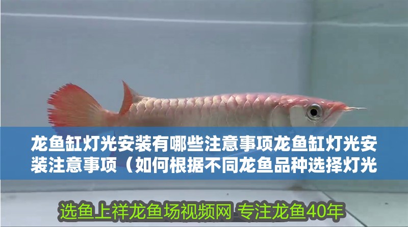 龍魚缸燈光安裝有哪些注意事項龍魚缸燈光安裝注意事項（如何根據不同龍魚品種選擇燈光顏色？）