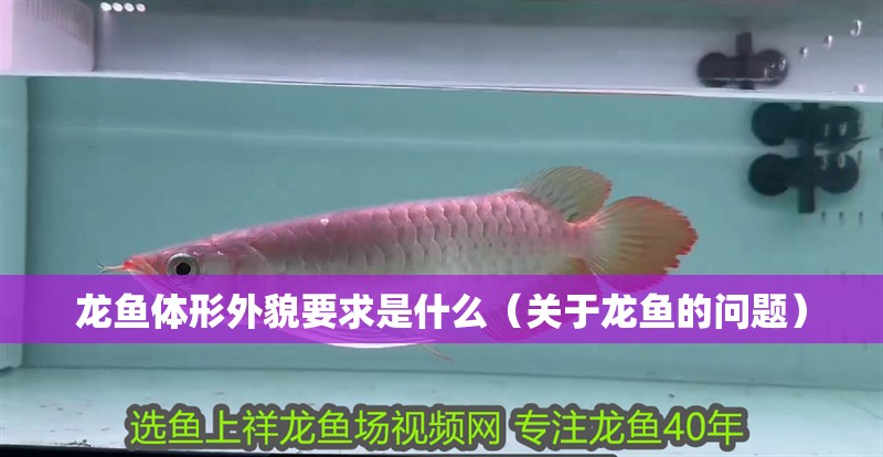 龍魚體形外貌要求是什么（關于龍魚的問題）